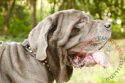 Elegante collare in cuoio con decorazioni indossato da
Mastino Napoletano